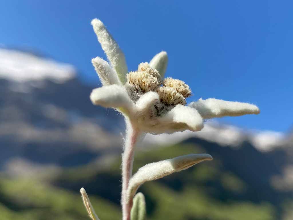 Mehr über den Artikel erfahren Flüchtling Edelweiss