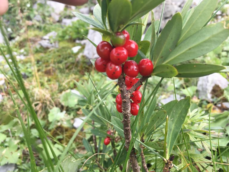 Seidelbast © sabinesgarten GmbH