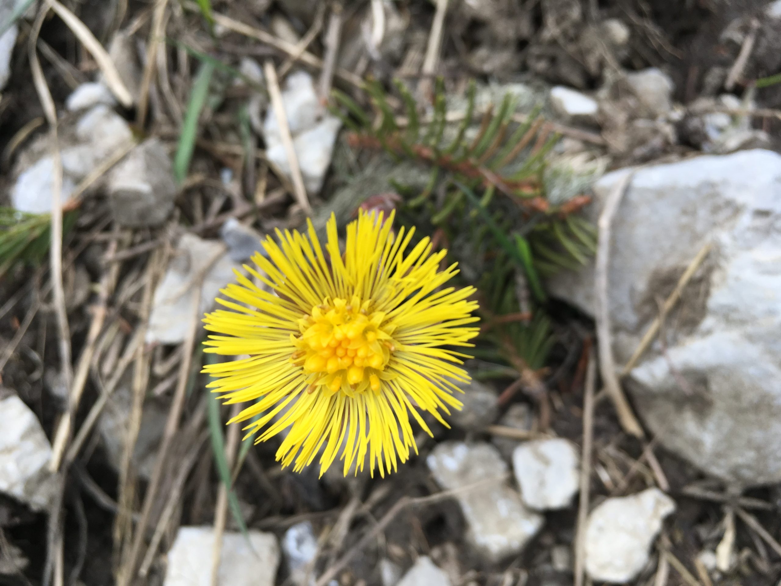 Mehr über den Artikel erfahren Bergfrühling im Simmental
