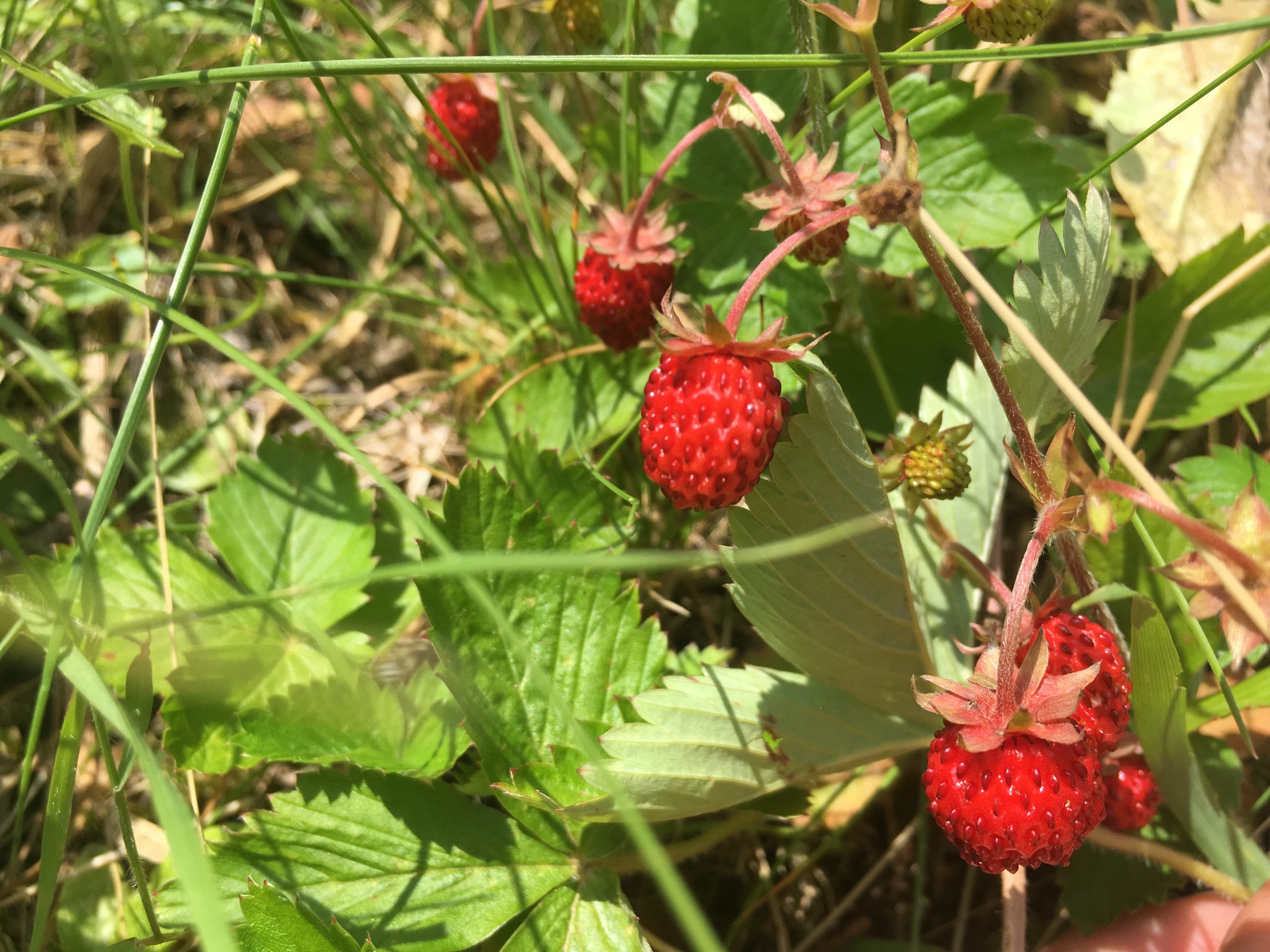 Mehr über den Artikel erfahren Wald- und Felderdbeeren