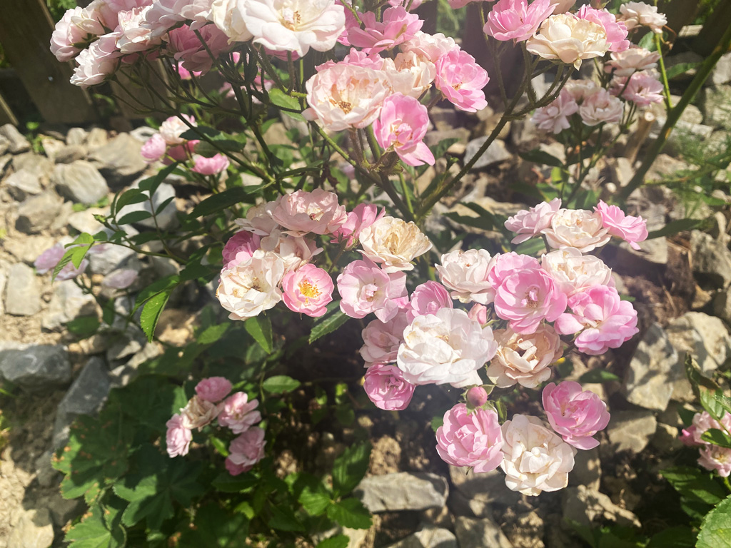 Mehr über den Artikel erfahren Stein und Rosen