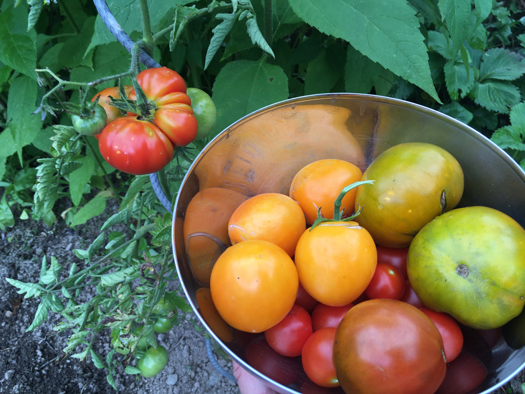 Mehr über den Artikel erfahren Russische und robuste Tomatenernte